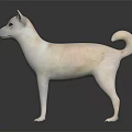 White Shiba Inu Dog Standing Alert On Dark Background With Reflection 3d model