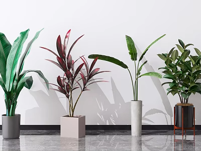 Different Potted Plants with Colorful Leaves in Various Pots on Gray Floor and White Wall 3d model
