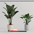 Indoor Decorative Potted Plants With Green Leaves In Different Ceramic Pots On White Background