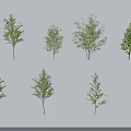 Arbor Trees in Various Forms with Slender Trunks Lush Leaves and Shadows on White Background 3d model