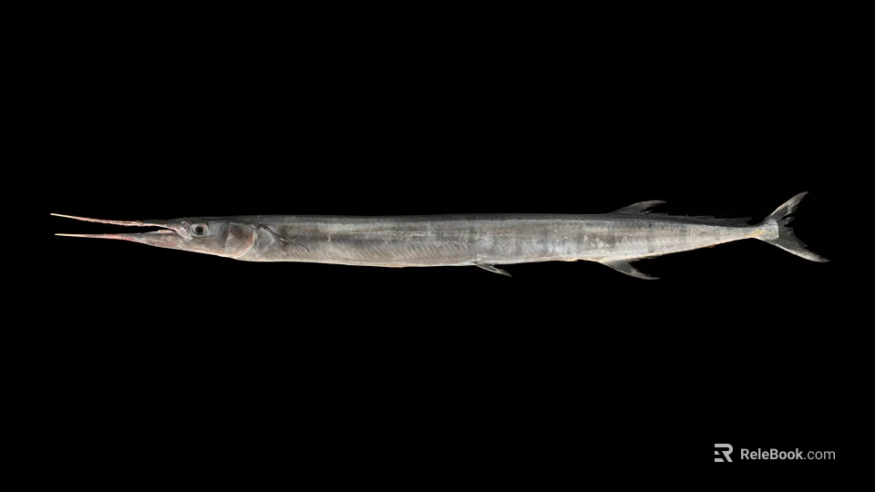 Slender Silver Needlefish Marine Animal With Long Snout And Streamlined Body 3d model 
