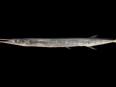 Slender Silver Needlefish Marine Animal With Long Snout And Streamlined Body 3d model