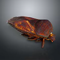 Shiny Red Brown Beetle With Textured Back And Six Legs On Dark Background