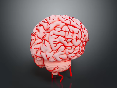 3D Rendered Brain Model Medical Device with Vascular Details for Neurosurgical Training 3d model