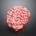 3D Rendered Brain Model Medical Device with Vascular Details for Neurosurgical Training