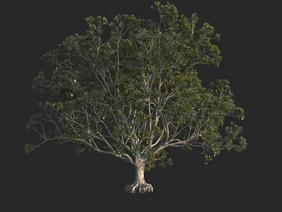 Lush Green Arbor With Dense Foliage Strong Trunk Exposed Roots Isolated On Dark Background 3d model