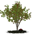 A Healthy Tree with Green Leaves Red Fruits and Basket Under Blue Sky White Clouds