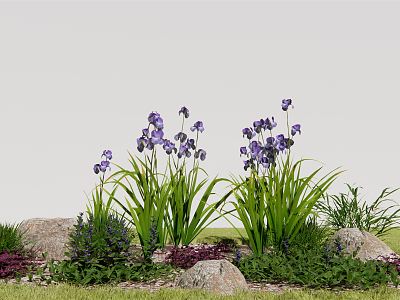 Modern plant Iris irises model