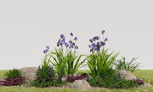 Modern plant Iris irises 3d model