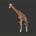 Giraffe Low Model Giraffe African Animal Toy Giraffe Muppet Toy Animal Cartoon Giraffe 3d model