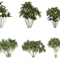 Collection of Various Arborescent Trees With Different Leaf Shapes and Trunk Structures
