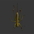 Detailed Green Grasshopper With Long Antennae And Hind Legs Close Up View On Dark Background