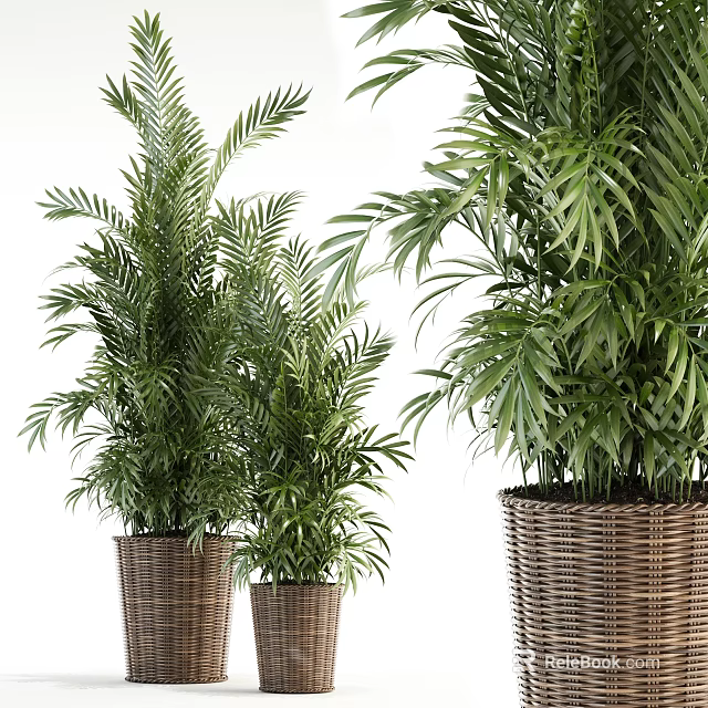Elegant Potted Tropical Palm Plants In Wicker Baskets For Modern Home Decor 3d model 