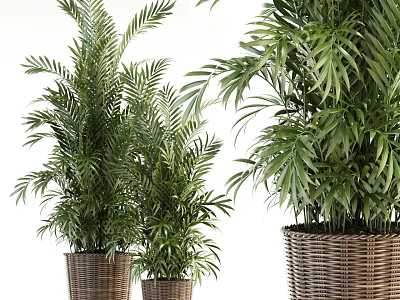 Elegant Potted Tropical Palm Plants In Wicker Baskets For Modern Home Decor 3d model