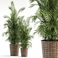 Elegant Potted Tropical Palm Plants In Wicker Baskets For Modern Home Decor