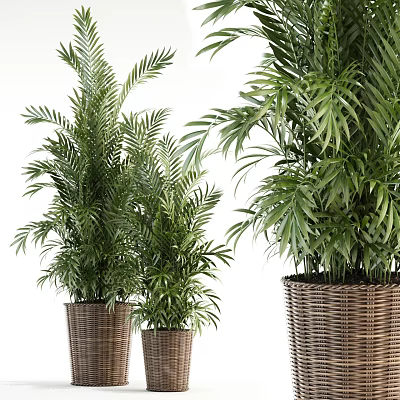 Elegant Potted Tropical Palm Plants In Wicker Baskets For Modern Home Decor 3d model