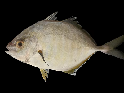 White Yellowish Fish With Fins And Big Eyes On Black Background 3d model