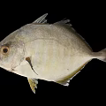 White Yellowish Fish With Fins And Big Eyes On Black Background