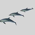 Three Dolphins Leaping Gracefully In Gray Background With Smooth Swimming Motion