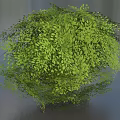 Lush Green Bush With Dense Small Leaves In Natural Garden Landscape