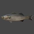 Game Movie Character Silver Fish With Realistic Design And Large Eyes