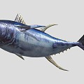 Yellowfin Tuna 3d model