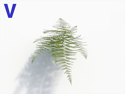 Fresh Green Fern Leaves As Natural Decorative Indoor Plant Isolated On White Background 3d model