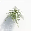 Fresh Green Fern Leaves As Natural Decorative Indoor Plant Isolated On White Background