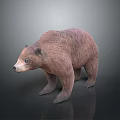 Realistic 3D Model of Brown Bear Standing on Dark Background with Reflection 3d model