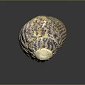 Textured Yellow Brown Seashell From Marine Animal With Natural Pattern