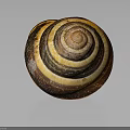 Snail With Spiral Striped Shell In Brown And Yellow On Gray Background With Reflection