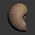 Natural Brown Spiral Snail Shell With Rough Textured Surface And Organic Shape 3d model