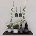 Bonsai Potted Plants With Hanging Vines Orchids Succulents On Dark Table And Light Wall