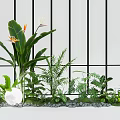 Lush Bird of Paradise and Ferns in White Planter with Pebbles and Black Grid Background