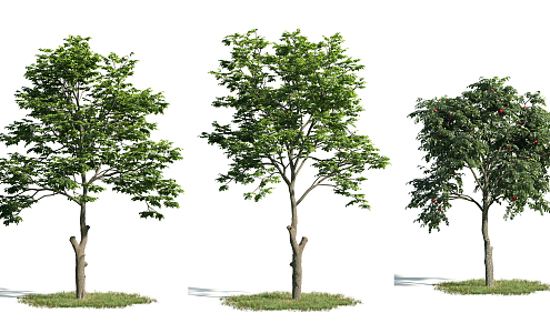 The Modern Tree 3d model