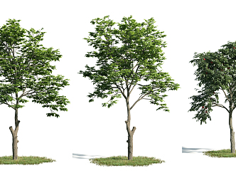 The Modern Tree 3d model