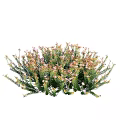 Lush Dense Shrub With Green Foliage And Small Pink Flowers For Garden Landscaping