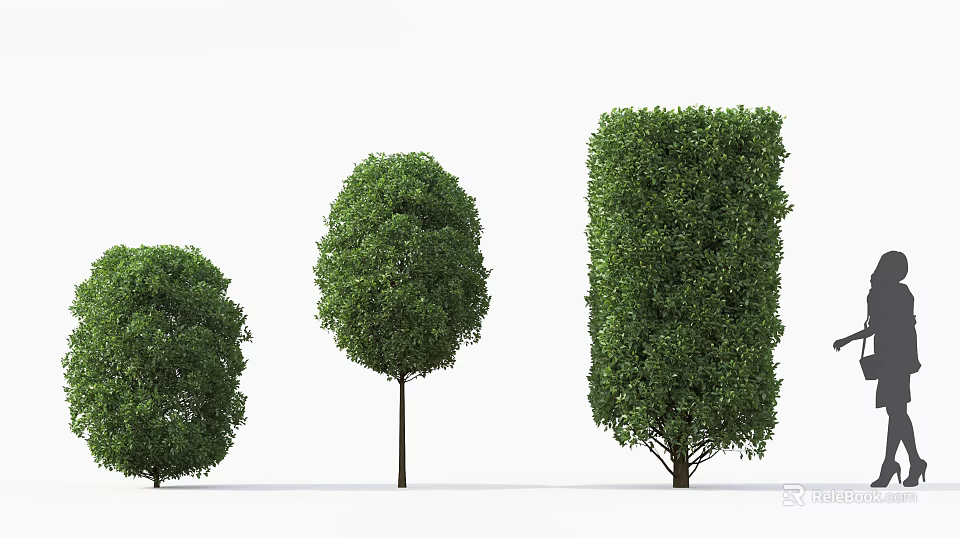 Three Green Arbor Trees With Various Shapes On White Background 3d model