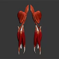 Detailed Limb Organs Anatomical Structure With Red Tissue And White Connective Parts