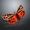 Orange And Black Butterfly With Spotted Striped Wings On Dark Background