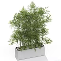 Bonsai Potted Bamboo Plant With Green Leaves In White Square Pot