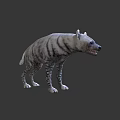 Striped Hyena Standing With Open Mouth On Gray Background