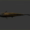 Freshwater Fish With Orange Brown Body And Black Fins Against Gray Background