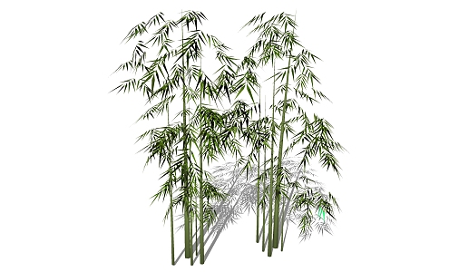 Bamboo 3d model