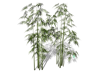 Bamboo 3d model