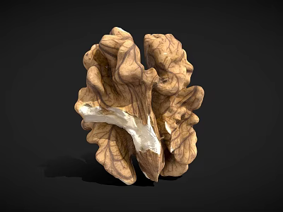 Halved Walnut Kernel Natural Healthy Food with Smooth Texture on Dark Background 3d model