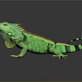 Green Iguana With Vibrant Color Orange Frills And Striped Tail On Dark Background