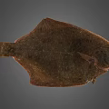 Brown Flat Flounder Fish With Fresh Whole Body On Gray Background
