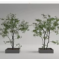 Decorative Two Arbor Trees in Square Gray Planters with White Background 3d model