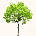 Lush Green Arbor Tree with Dense Foliage and Strong Trunk 3d model